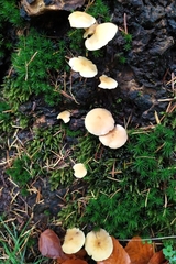 Hypholoma fasciculare