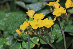 Oxalis megalorrhiza