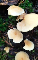 Hypholoma fasciculare