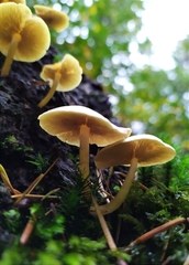 Hypholoma fasciculare