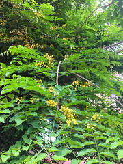 Pterocarpus macrocarpus