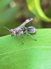 Ropalidia aethiopica
