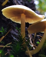 Hypholoma fasciculare