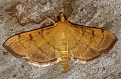 Orphanostigma haemorrhoidalis