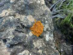 Xanthoria