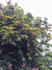 Pterocarpus macrocarpus