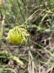 Lasiosiphon sericocephalus