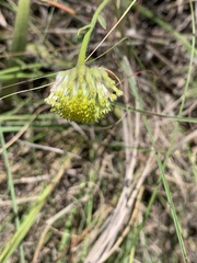 Lasiosiphon sericocephalus