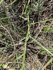 Lasiosiphon sericocephalus