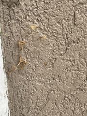 Theridiidae