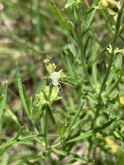 Ocimum angustifolium