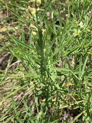 Ocimum angustifolium