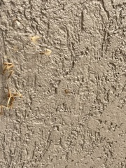 Theridiidae