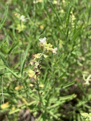 Ocimum angustifolium