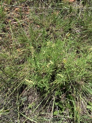Ocimum angustifolium