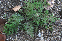 Eucrypta chrysanthemifolia