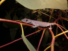 Strophurus intermedius