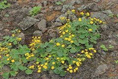 Oxalis megalorrhiza