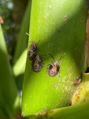 Antiteuchus