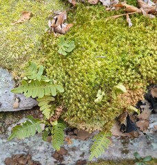 Polypodium appalachianum