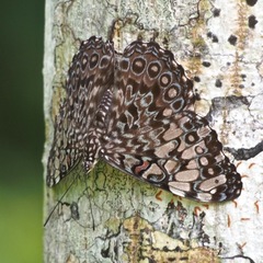 Hamadryas feronia farinulenta