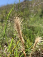 Aristida congesta