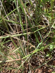 Aristida congesta