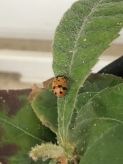 Coccinellidae