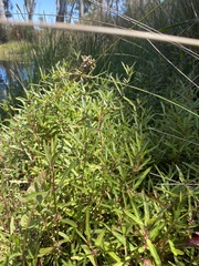 Alternanthera denticulata