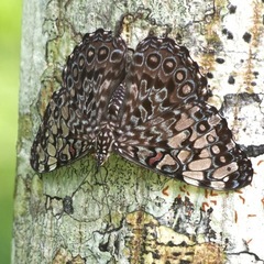 Hamadryas feronia farinulenta