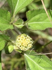 Acanthospermum