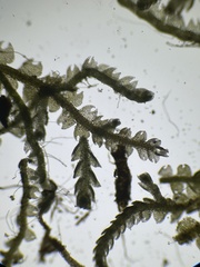 Fuscocephaloziopsis lunulifolia