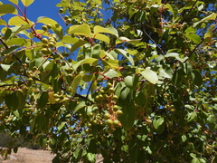 Prunus serotina virens