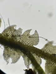 Fuscocephaloziopsis lunulifolia