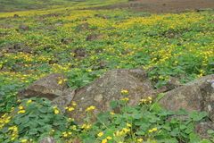 Oxalis megalorrhiza