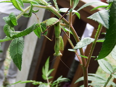 Hierodula patellifera