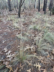 Aristida stricta
