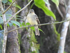 Empidonax flaviventris