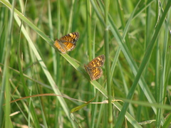 Phyciodes graphica