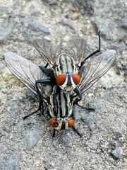 Sarconesia chlorogaster