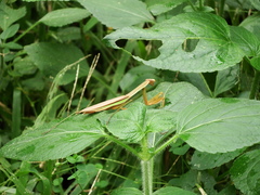 Tenodera aridifolia