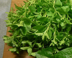 Stellaria media