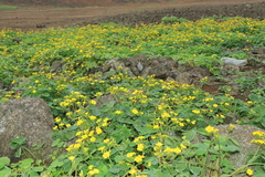 Oxalis megalorrhiza