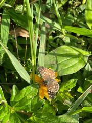 Burnsius orcynoides