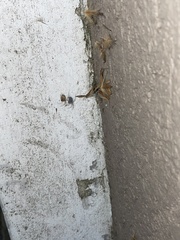 Theridiidae