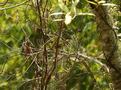 Basileuterus rufifrons