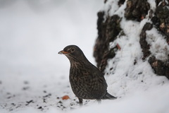Turdus merula