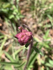 Campuloclinium macrocephalum