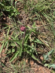 Campuloclinium macrocephalum