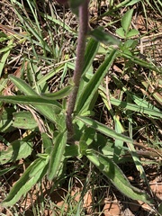Campuloclinium macrocephalum